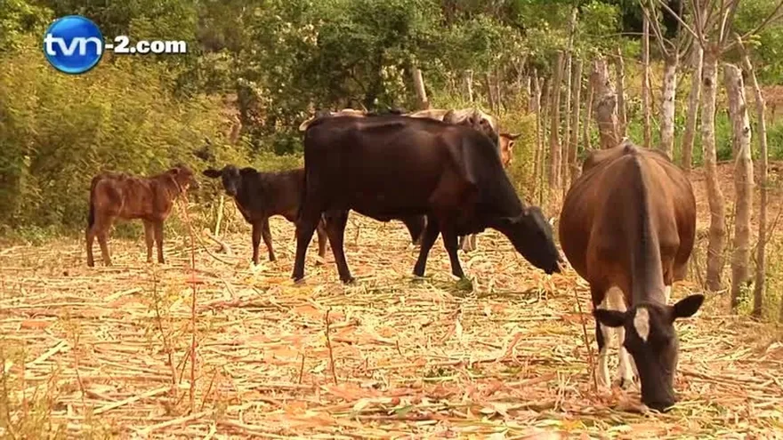 Ganaderos siguen siendo víctimas de la sequía