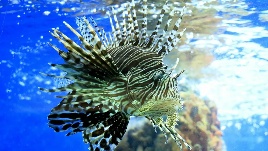 Costa Rica tiene 51.100 kilómetros cuadrados de territorio continental, pero esto es apenas el 8 % de su extensión total, pues el 92 % corresponde a territorio marino