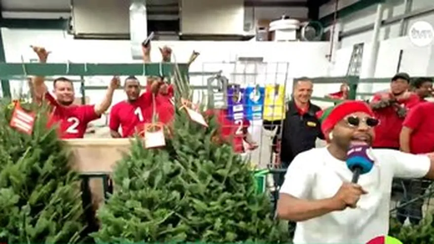 Chollykid en busca de arbolitos de navidad