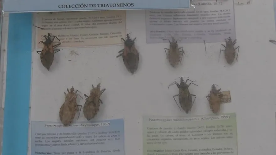 El mal de chagas amenaza Panamá Oeste