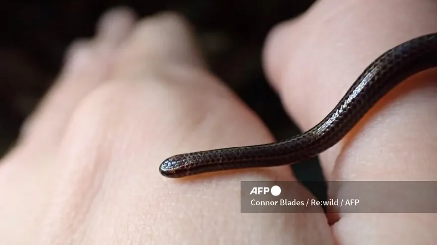 La serpiente más pequeña del mundo