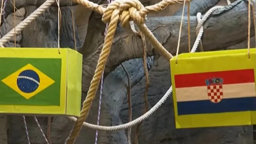 El mono 'Kent' pronosticó la clasificación de Croacia en Qatar 2022