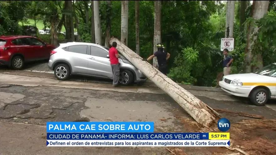 Palma cae sobre un vehículo frente a oficinas del Órgano Judicial