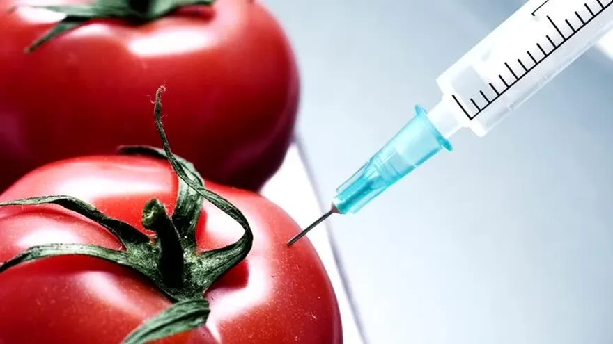 Debate internacional sobre uso de productos transgénicos