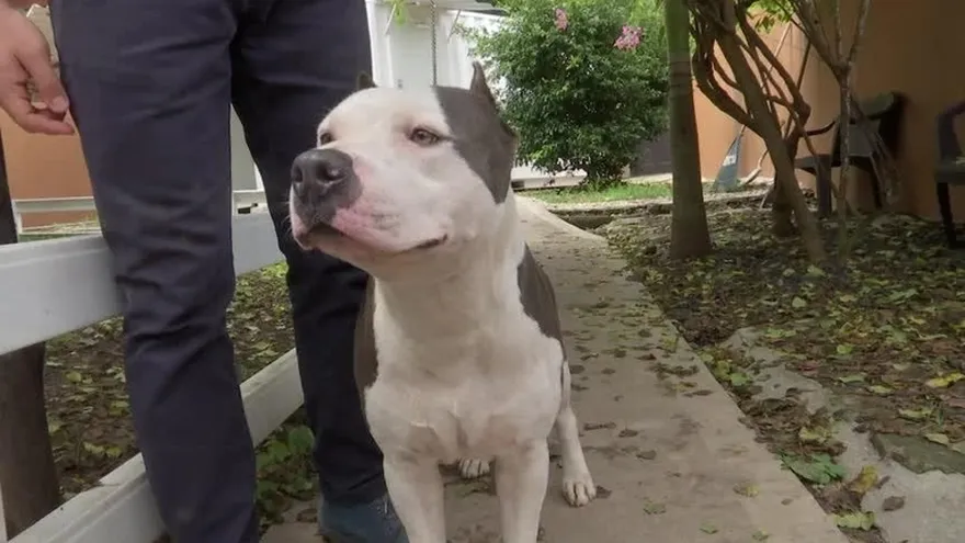 Dudas por maltrato a un perro, dueño dice que era entrenamiento