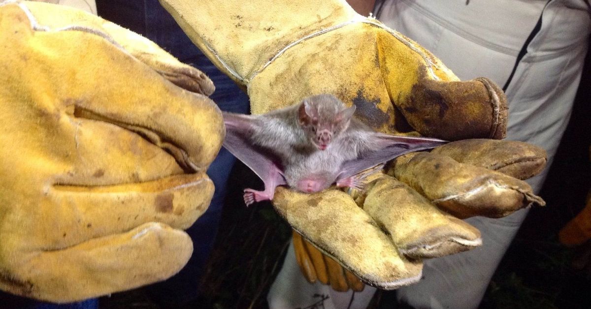 MIDA realiza jornada de control de murciélagos en el sur de Veraguas