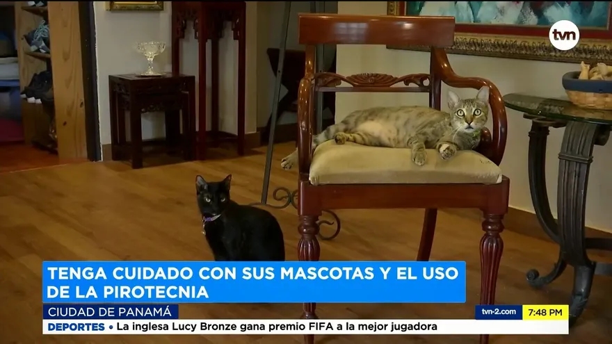 Recomendaciones para cuidar a sus mascotas de los fuegos artificiales