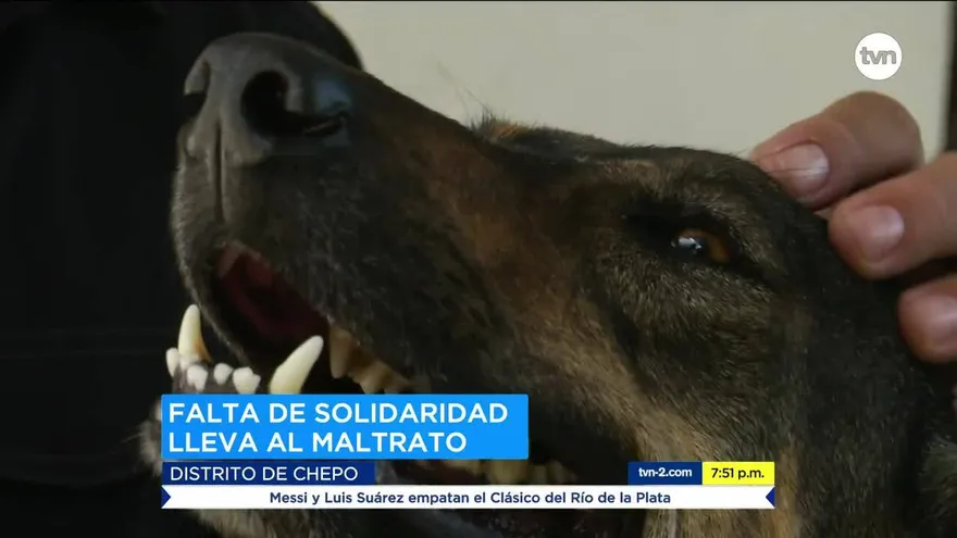 Familia pide acciones para delincuentes que asesinaron su perro