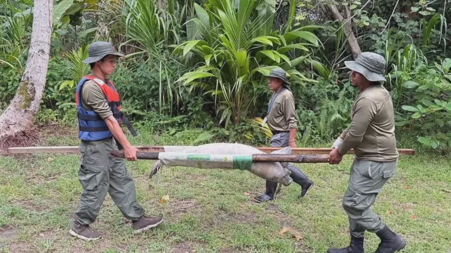 MiAmbiente hace un llamado urgente a la población local y a los visitantes a proteger a los manatíes y su hábitat.