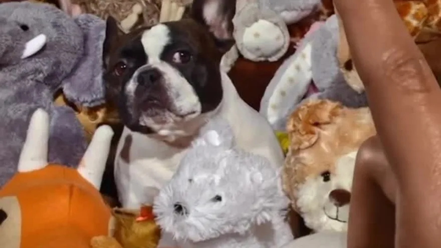 El zoom llega a fotos y videos de Instagram