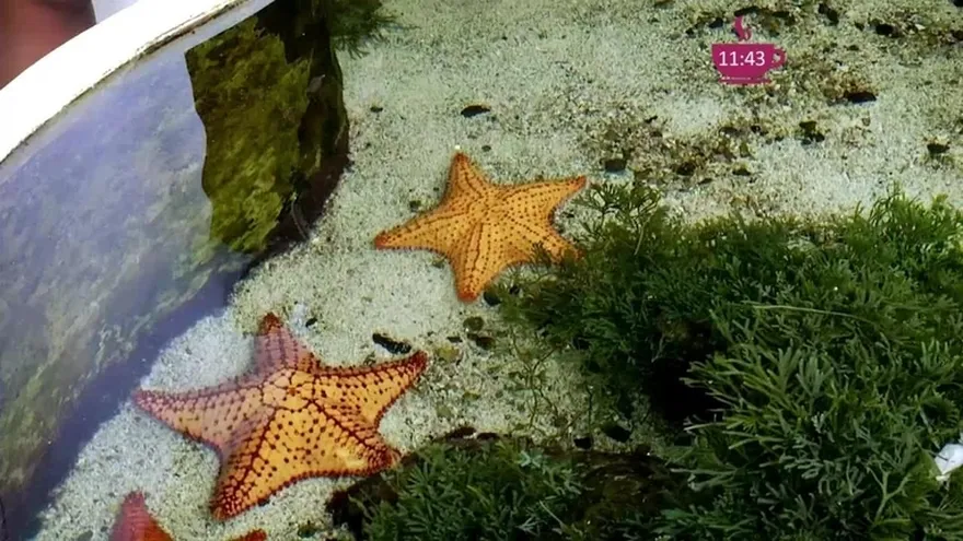 El museo al aire libre de Panamá, para apreciar la vida marina