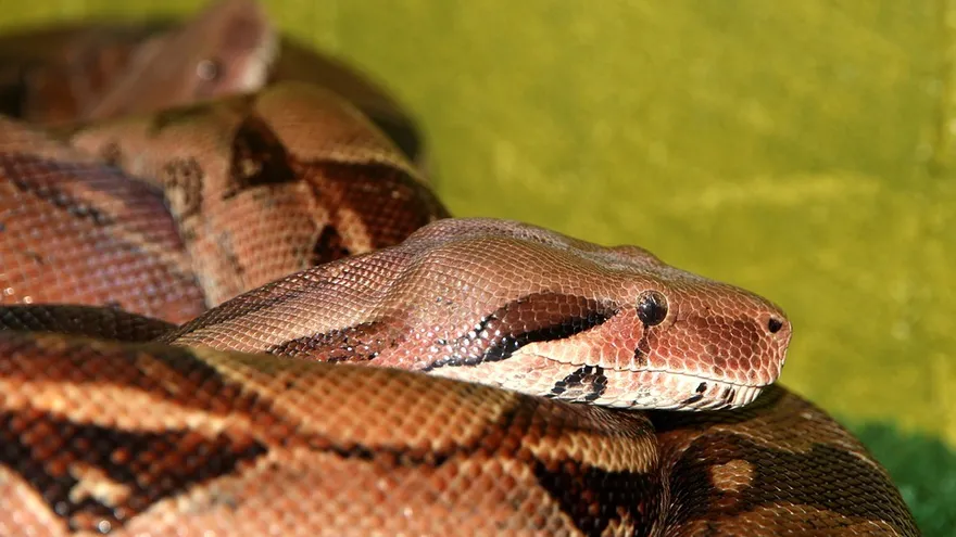 Mujer es atacada por boa en EEUU, bomberos la rescatan