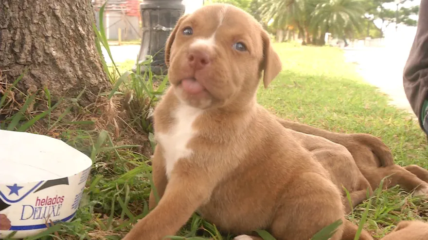 Alcalde derogará ley de registro de mascotas