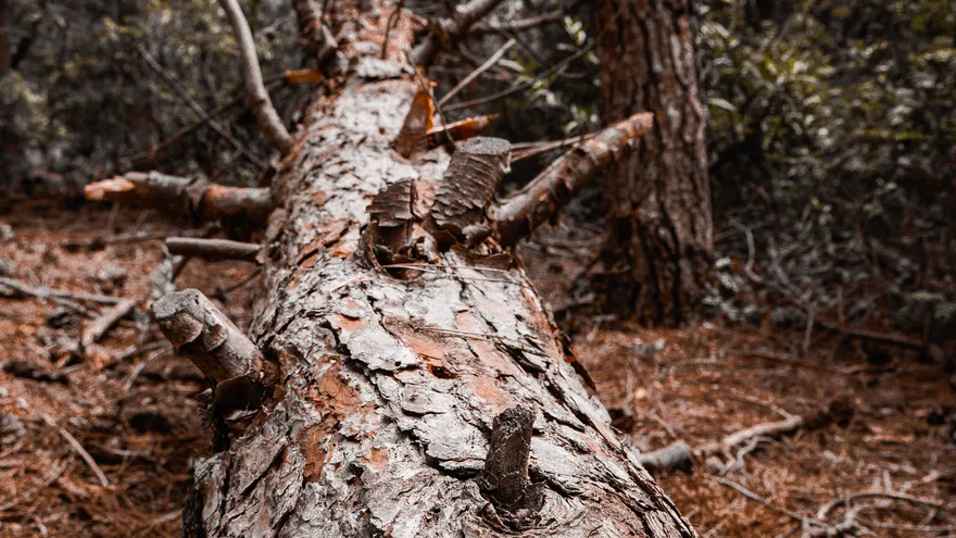 Imagen de un tronco de un árbol