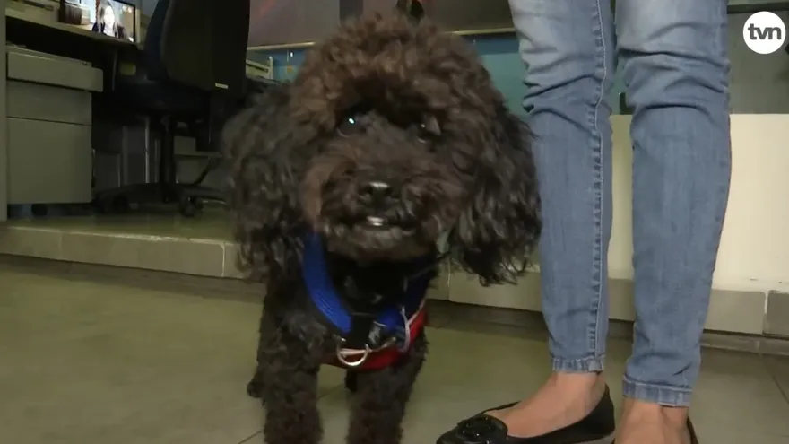 Las dos caras en la vida de los perros en Panamá