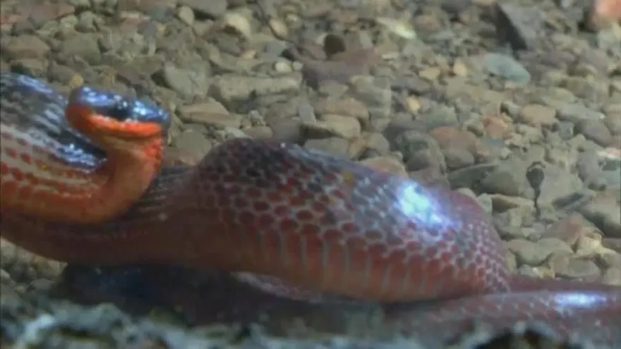 Conociendo el Serpentario de Gamboa