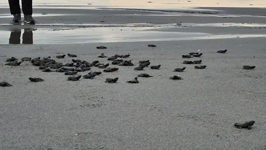 Liberación de tortugas lora en Chame