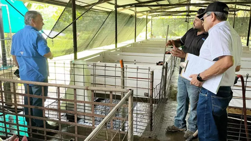 Especialistas del MIDA y MIAMBIENTE inspeccionan granjas porcinas en Chiriquí