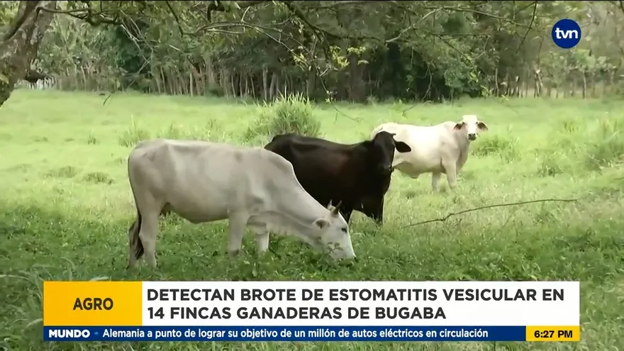Detectan brote de estomatitis en ganado de 14 fincas en Bugaba