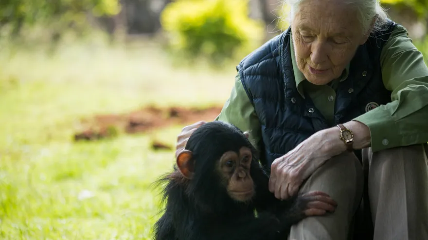 La británica Jane Goodall, considerada pionera en el estudio de los chimpancés