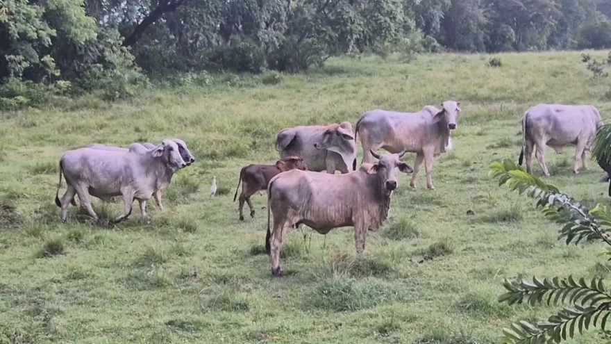 Panama cattle ranchers propose drought plan to mitigate El Niño effects
