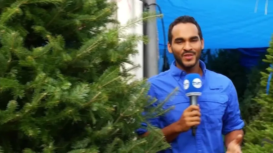 ¿Cómo escoger un buen arbolito?