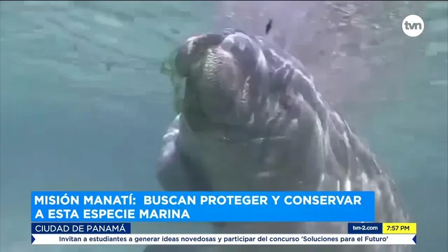 Misión Manatí: Busca proteger y conservar esta especie marina