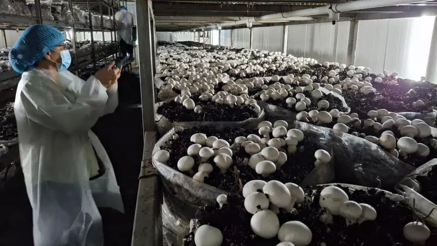 Champiñon de bugaba se cultiva en ambientes controlados.