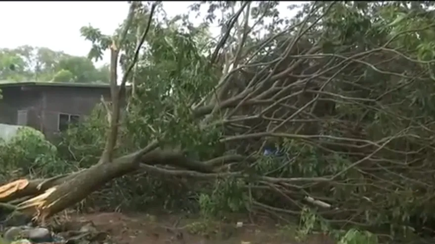 Reportan caída de arboles en Chiriquí por el fuerte viento