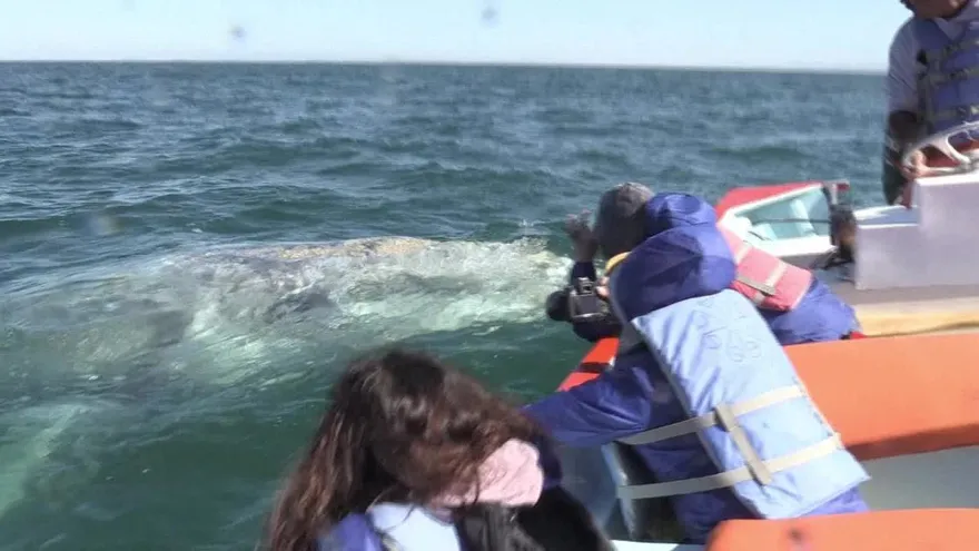 Ballena gris mexicana amenazada por cambio climático
