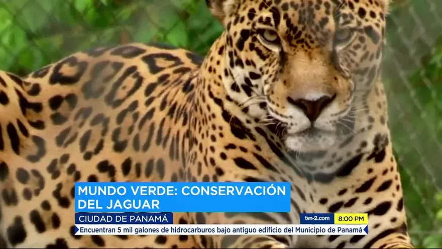 Conservando al jaguar