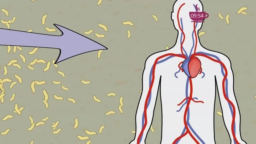 Cuando un ganglio se inflama es importante conocer qué lo ocasionó