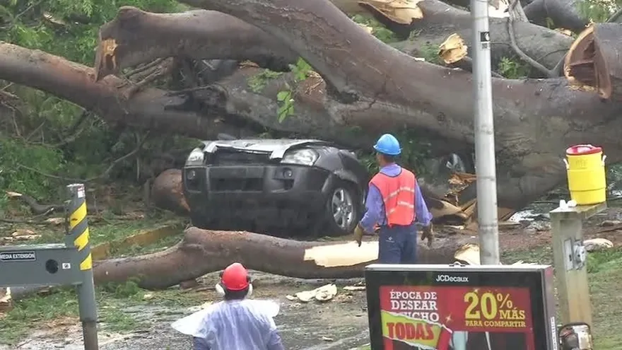 Menor muere tras caída de árbol sobre el vehículo donde viajaba