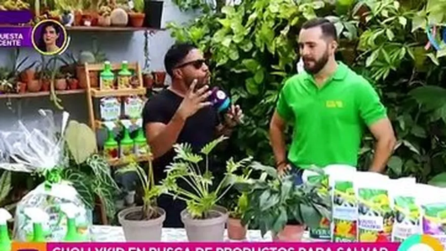 Cholly busca productos para salvar las plantas