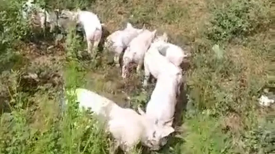 Algunos lechones en la empresa