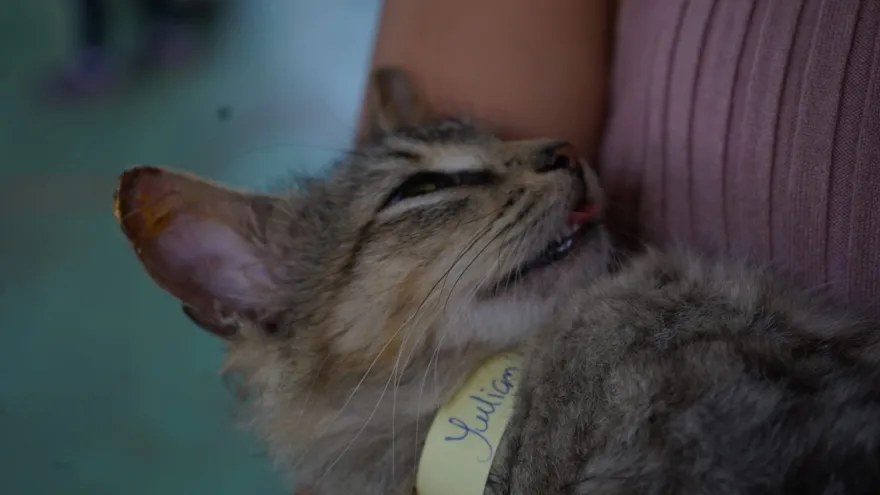 Akira, una gata de 10 años proveniente de La Onda, en La Pintada de Coclé, se convirtió este sábado 15 de noviembre en la esterilización número 400 mil realizada por la Fundación Spay Panamá.