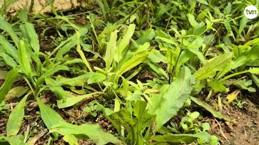 Culantros capireños.