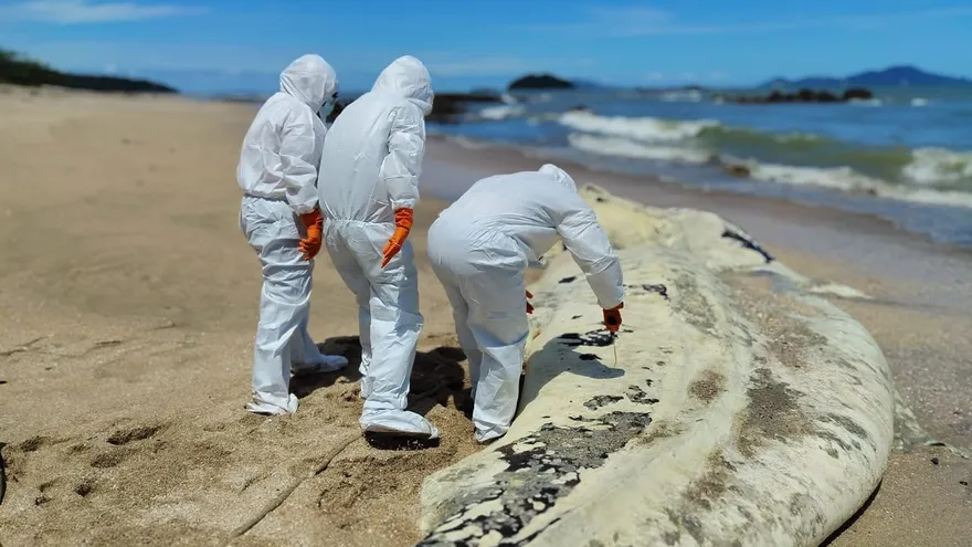 MiAMBIENTE toma muestras para determinar causas de muerte de tiburón ballena en Veracruz