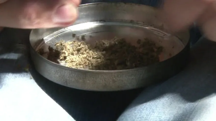 Uruguay comenzó a registrar consumidores de marihuana legal