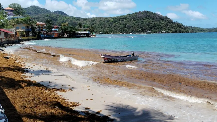 Incremento del sargazo en el Caribe panameño enciende alertas ambientales
