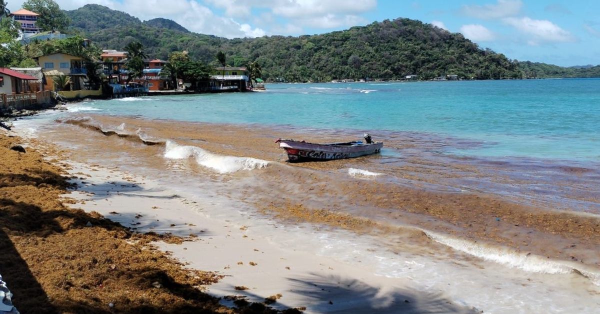 Sargazo: fenómeno natural que se convierte en problema en las costas panameñas