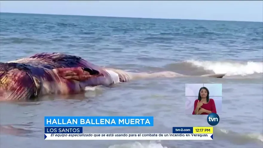Encuentran muerta a una ballena en Los Santos