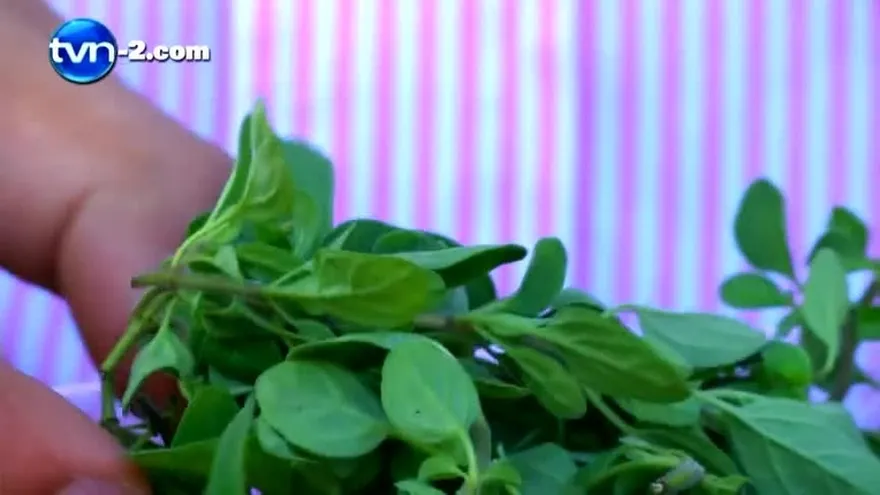 REMEDIO PARA GASES DESCONTROLADOS