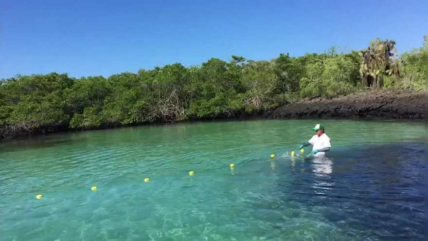 Hallan refugio natural de tiburones martillo en Galápagos