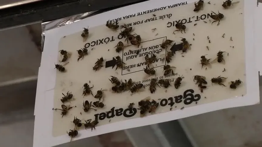 Bomberos intentaron retirar panal de abejas africanizadas en Automotor