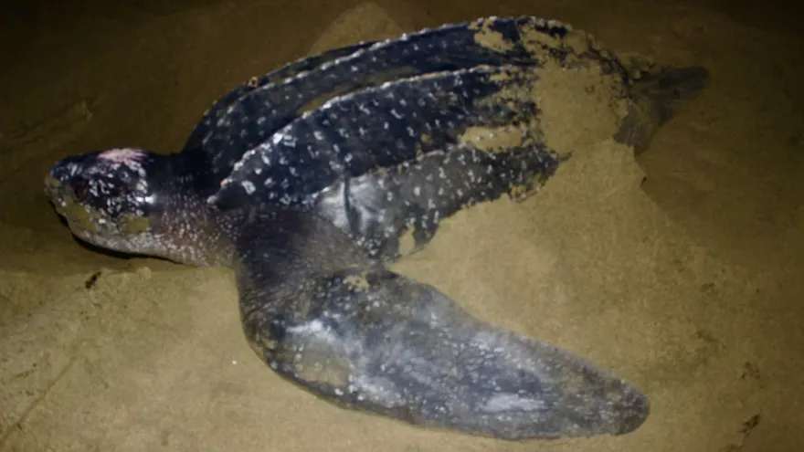 Critically Endangered Leatherback Turtles Nest in Panama After Decade-Long Absence