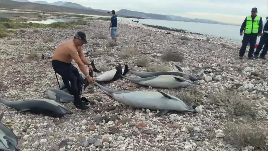 Mueren 21 delfines tras ser atacados por otras especies en México