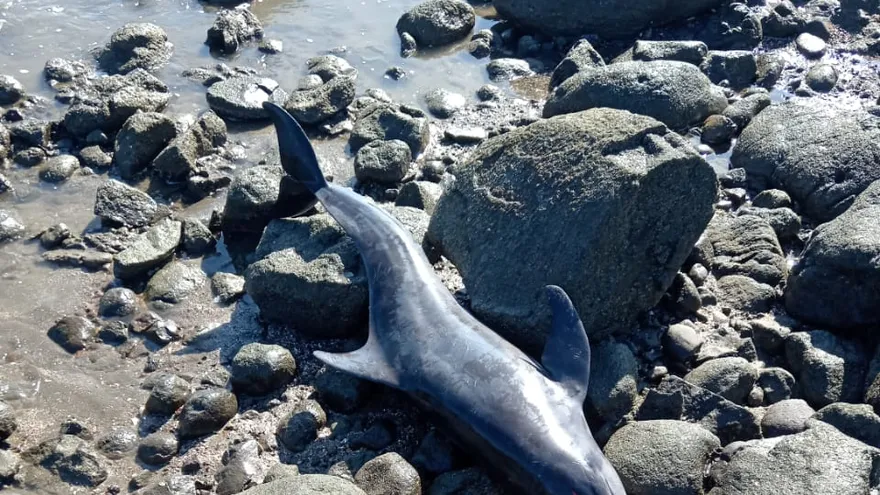 Un total de cuatro delfines vararon en Playa La Candelaria, hecho reportado por residentes de la zona en días pasados, según informó el Ministerio de Ambiente (MiAmbiente).