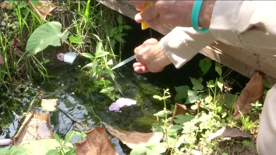 Confirman primer caso de dengue en San Miguelito