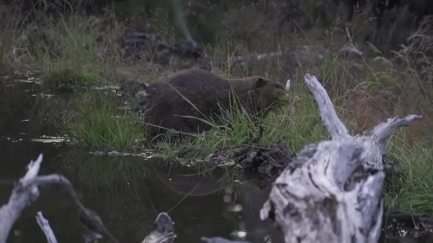 A la caza del castor, la plaga que pone en riesgo los bosques de la Patagonia chilena.